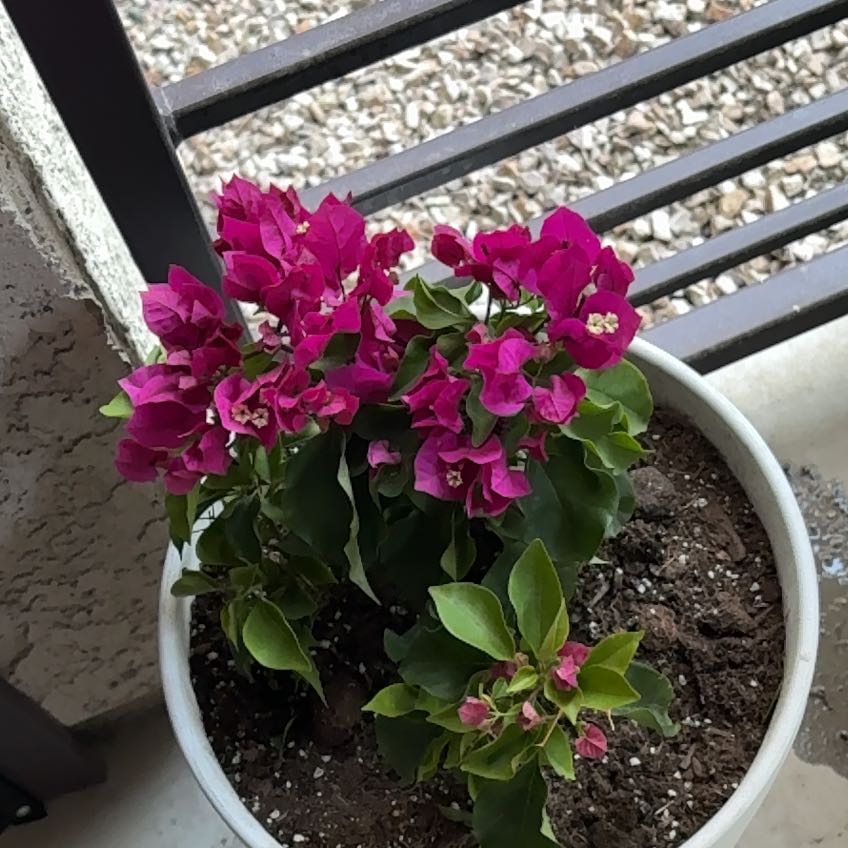 Photo of the plant species Lesser Bougainvillea by @LikableFuscia40 named Robert Plant on Greg, the plant care app