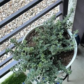 Photo of the plant species Trailing Dusty Miller by @LikableFuscia40 named Robert Plant on Greg, the plant care app