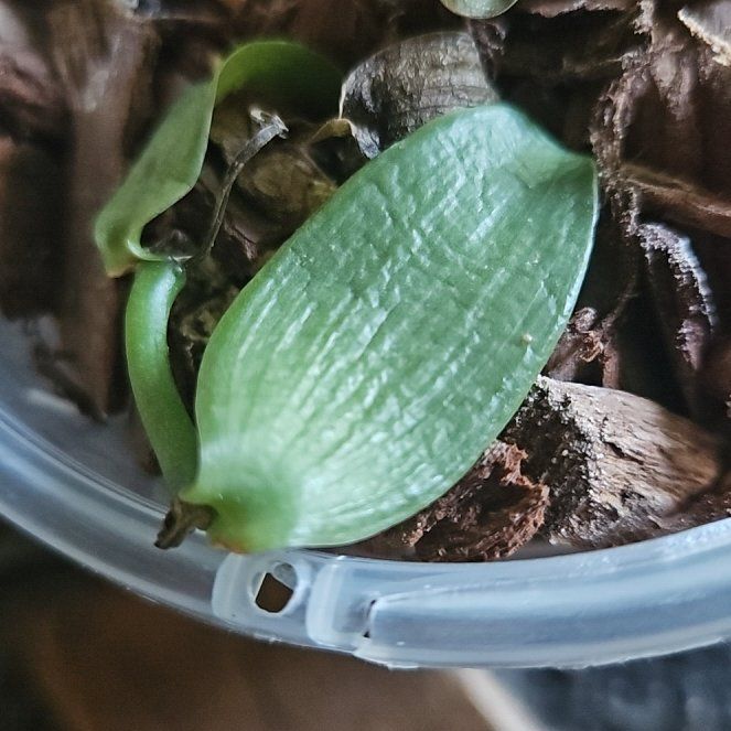 Photo of the plant species vanilla orchid by @EarlyPondapple6 named Harry on Greg, the plant care app