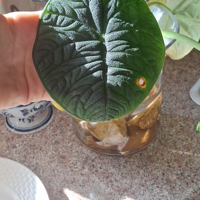 Photo of the plant species Alocasia Melo by @SecureMint36 named Emerson on Greg, the plant care app