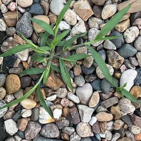 Photo of the plant species Hairy Crabgrass by @LikableKaramu4 named Lebron on Greg, the plant care app