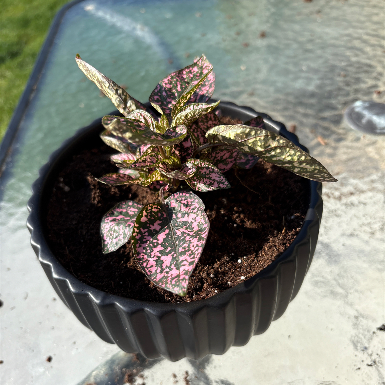 Photo of the plant species Hypoestes 'Lotty Dotty Rose' by @BoldPomelo75 named Dotty on Greg, the plant care app