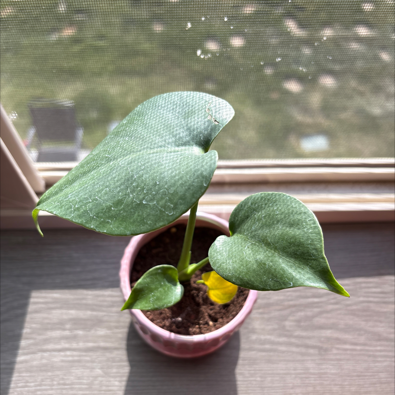 Photo of the plant species Monstera deliciosa 'Bulbosaur' by @BoldPomelo75 named Tree Diddy on Greg, the plant care app