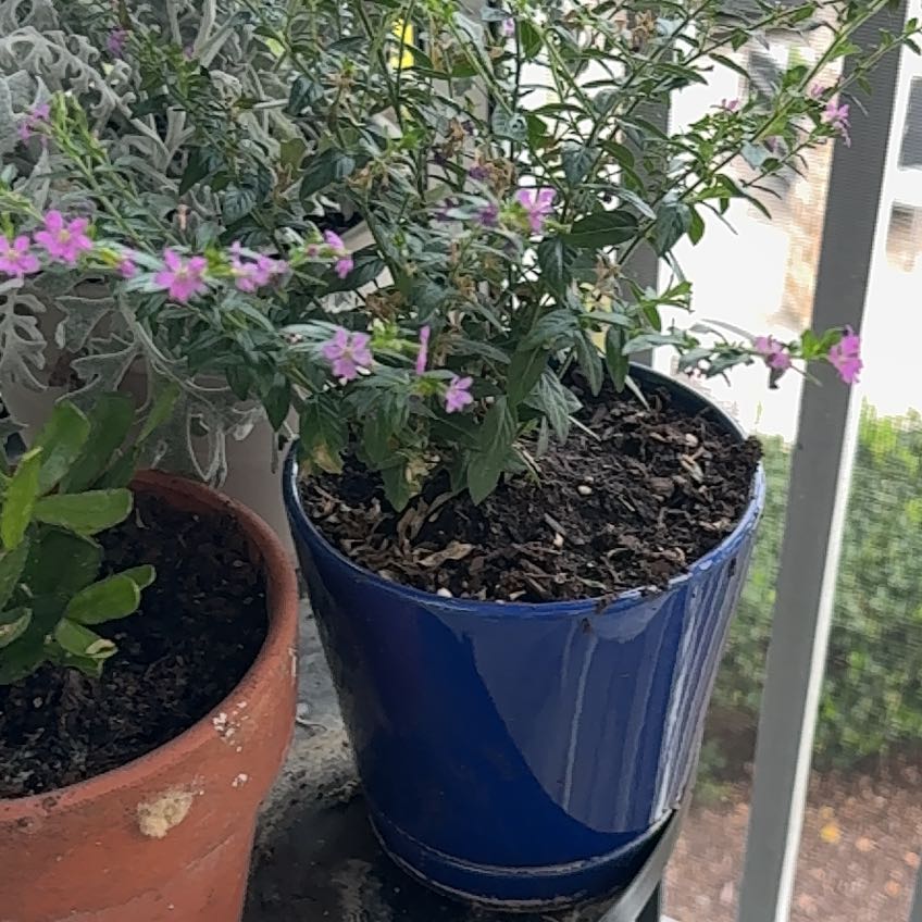 Photo of the plant species Hawaiian Heather by @ProRedsage46 named Nithin on Greg, the plant care app