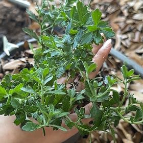 Photo of the plant species Chrysanthemum 'Amata' by @NurseBagpod68 named Aristotle on Greg, the plant care app