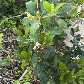 Photo of the plant species Sexton's Bride by @NurseBagpod68 named Tupot amaroot on Greg, the plant care app