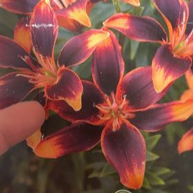 Photo of the plant species Forever Susan Asiatic Lily by @ProLichen5 named Coco on Greg, the plant care app
