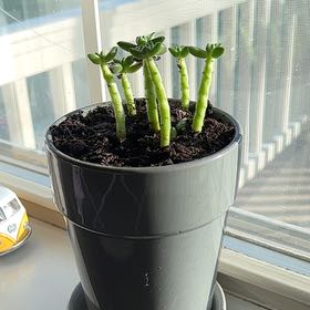 Photo of the plant species Sedeveria 'Jet Beads' by @wosofanatic named Kyra on Greg, the plant care app