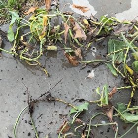 Photo of the plant species Common Water-Hyacinth by @AlternateJade37 named Walt on Greg, the plant care app