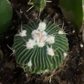 Photo of the plant species Tepenexcomitl by @TopdogGabisan81 named Elina on Greg, the plant care app
