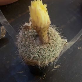 Photo of the plant species Coryphantha erecta by @TopdogGabisan81 named Bodhi on Greg, the plant care app