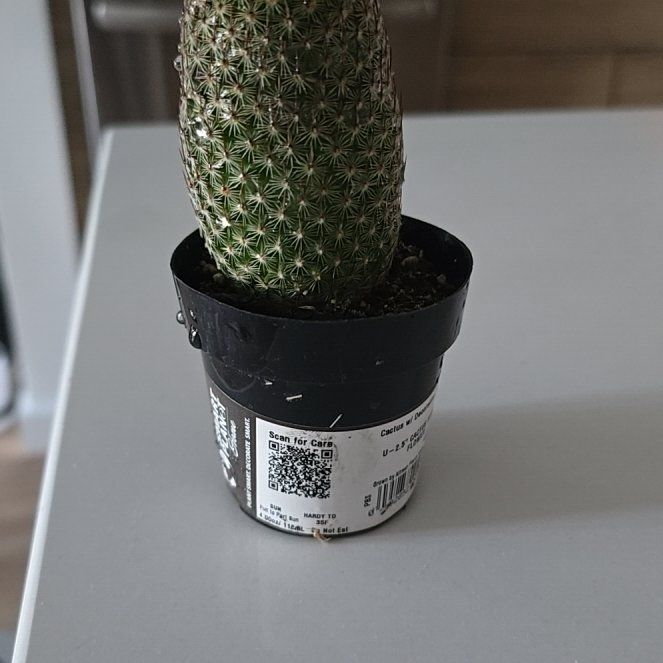 Photo of the plant species Coryphantha erecta by @MeekHemlock35 named Lebron on Greg, the plant care app