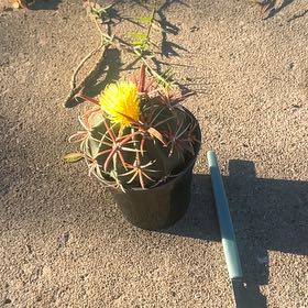 Photo of the plant species Eagle Claw by @SociableOlneya9 named Eddie on Greg, the plant care app