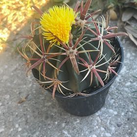 Photo of the plant species Devil's Tongue Barrel Cactus by @SociableOlneya9 named Willow on Greg, the plant care app