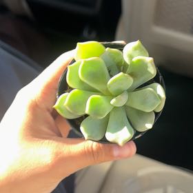 Photo of the plant species Graptoveria Moonglow by @BreezyKawaka61 named Ricky on Greg, the plant care app