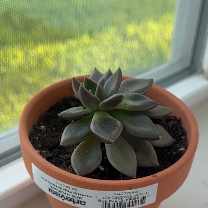 Photo of the plant species Graptoveria 'Juliana' by @BreezyKawaka61 named Rudy on Greg, the plant care app