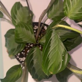 Photo of the plant species Maranta 'Silver Band' by @BreezyKawaka61 named ristotle on Greg, the plant care app