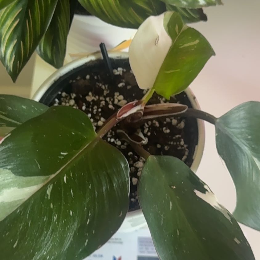 Photo of the plant species White Knight Philodendron by @BreezyKawaka61 named Reddit on Greg, the plant care app