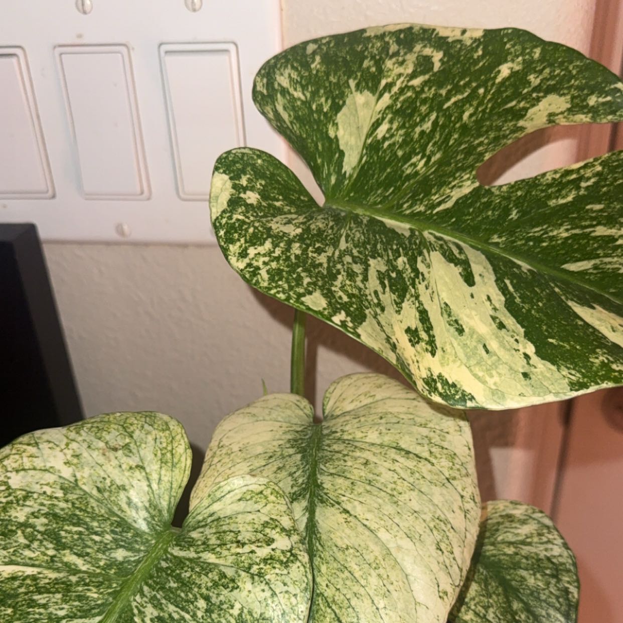 Photo of the plant species Monstera 'White Monster' by @BreezyKawaka61 named Aristotle on Greg, the plant care app