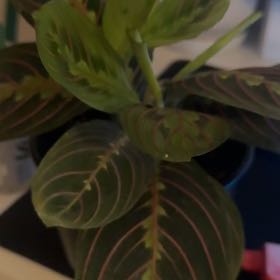 Photo of the plant species Red prayer plant by @BreezyKawaka61 named Red on Greg, the plant care app