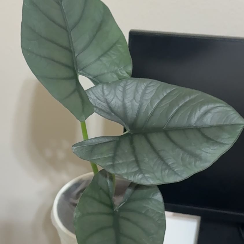 Photo of the plant species Alocasia Reginae by @BreezyKawaka61 named Ralts on Greg, the plant care app