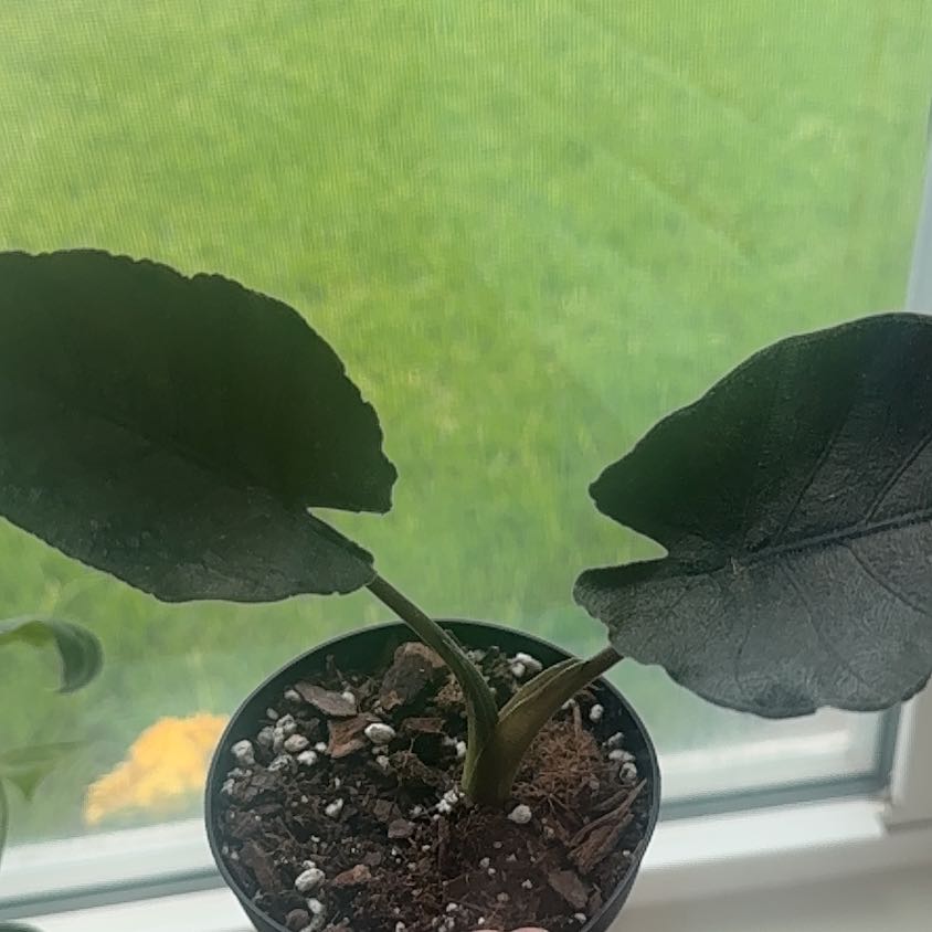 Photo of the plant species Alocasia Antoro Velvet by @BreezyKawaka61 named Retro on Greg, the plant care app