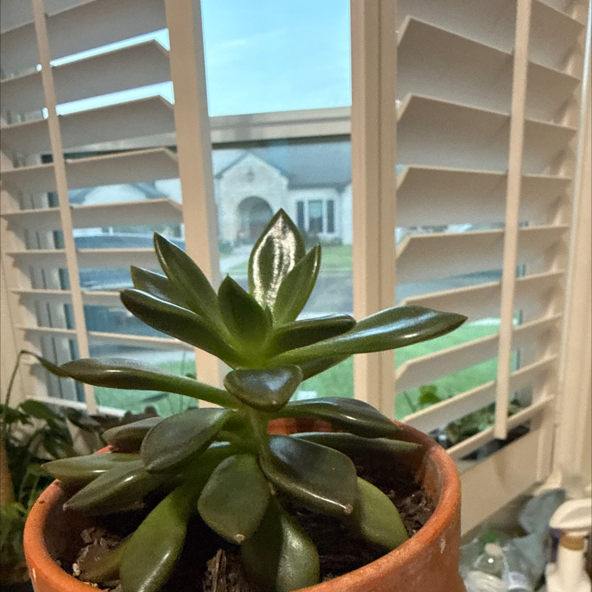 Photo of the plant species Graptoveria 'Juliana' by @BreezyKawaka61 named Rudy on Greg, the plant care app
