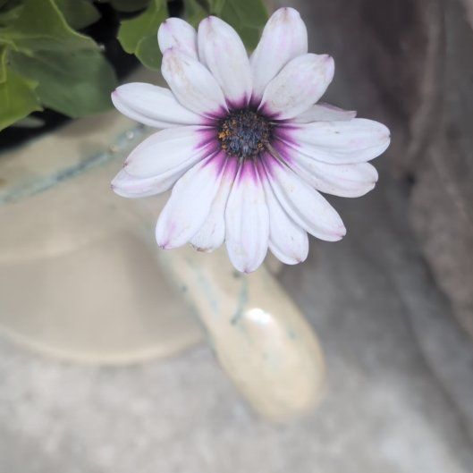 Photo of the plant species Weather Prophet by @CourteousGray64 named Einstein on Greg, the plant care app