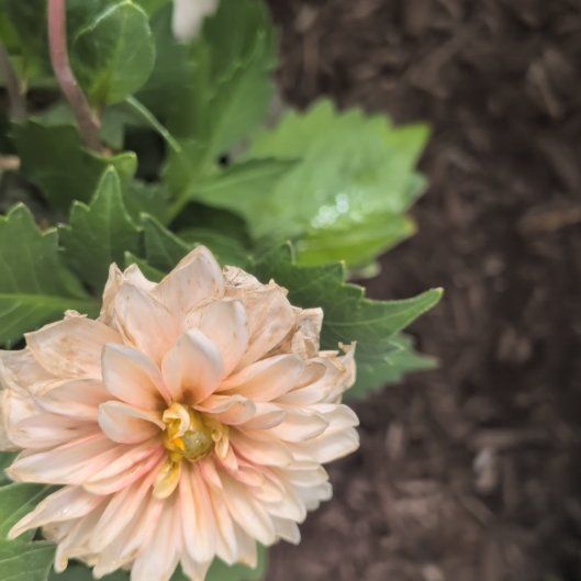 Photo of the plant species Garden Dahlia by @CourteousGray64 named Huckleberry Fern on Greg, the plant care app