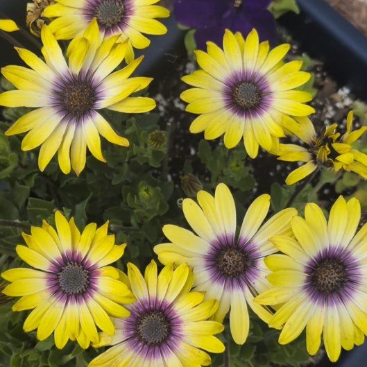 Photo of the plant species Capeweed by @CourteousGray64 named Kesha on Greg, the plant care app