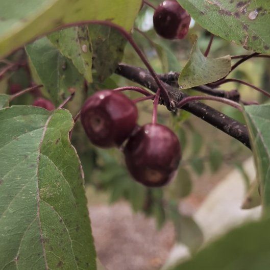 Photo of the plant species Crab Apple by @CourteousGray64 named Elina on Greg, the plant care app
