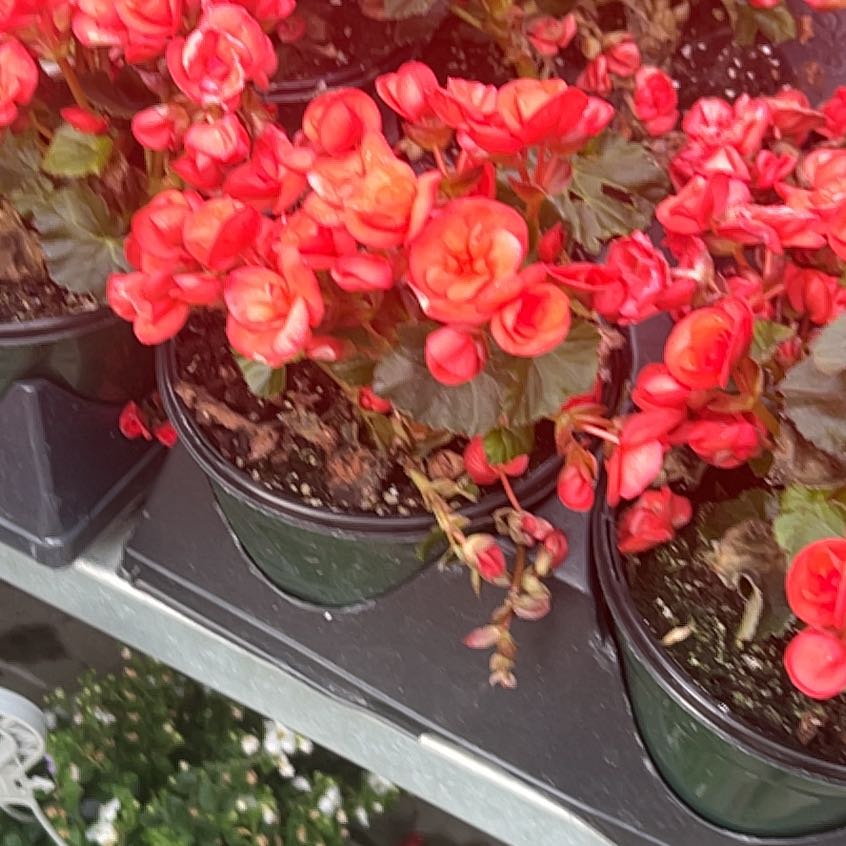 Photo of the plant species Rieger Begonia by @ZarfCoralfern76 named Peter Parker on Greg, the plant care app