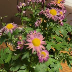 Photo of the plant species Giant Crego Aster by @HappyAgarito78 named Sonora on Greg, the plant care app