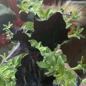 Photo of the plant species Black Mamba by @ActualRosea20 named Alannah Belle on Greg, the plant care app