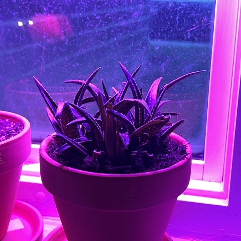 Photo of the plant species Aloe Firebird by @SmileyWavycap named June on Greg, the plant care app