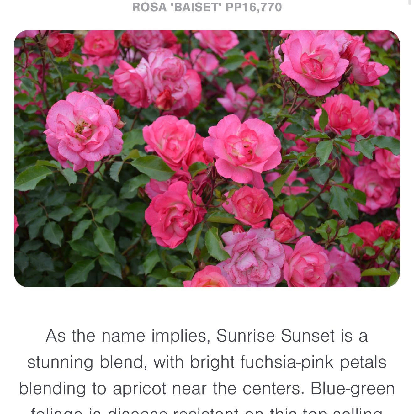 Photo of the plant species Sunrise Sunset Rose by @ComicGinger87 named Sherlock on Greg, the plant care app