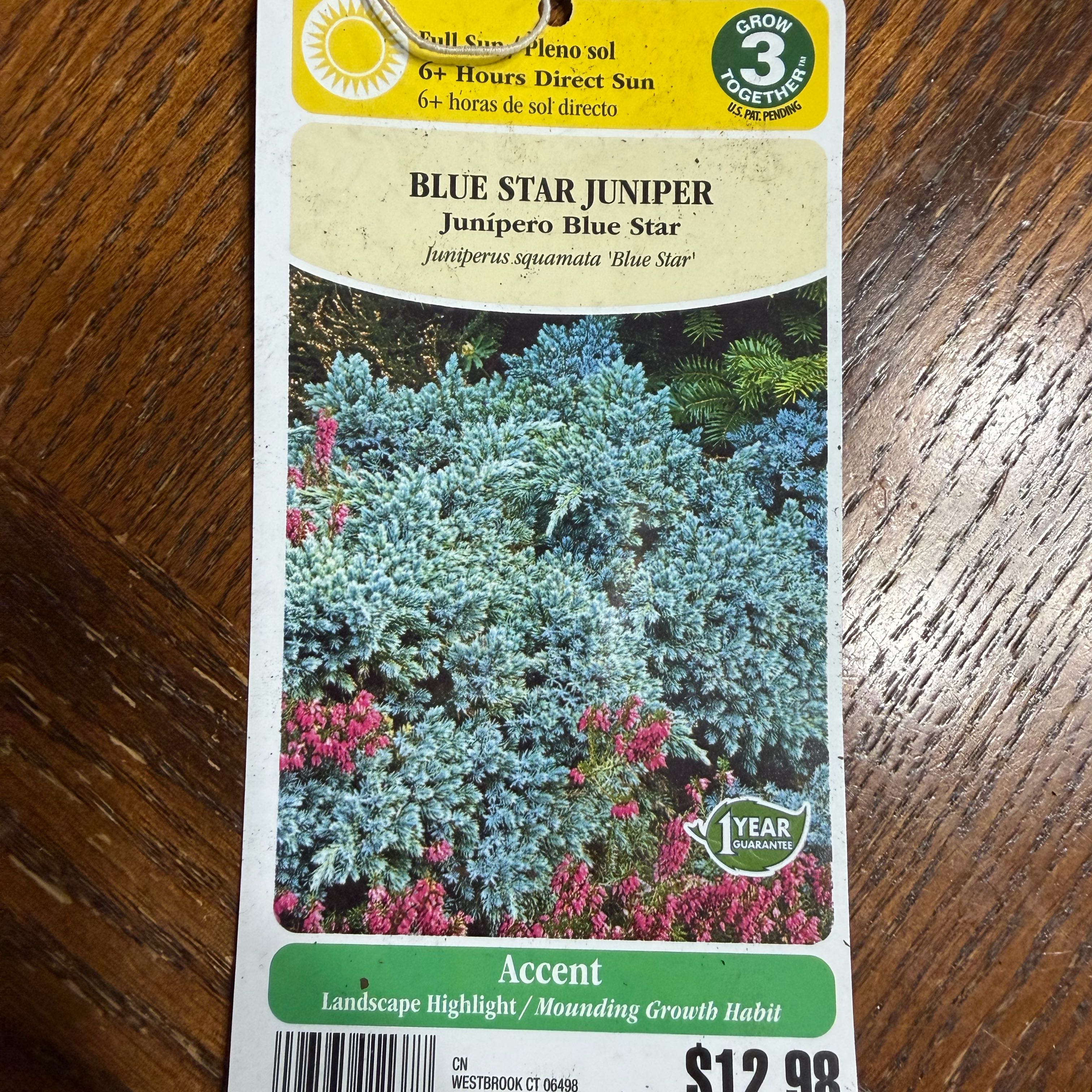Photo of the plant species Blue Star Juniper by @ComicGinger87 named Nemo on Greg, the plant care app