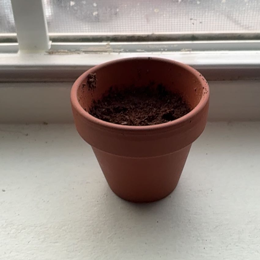 Photo of the plant species Rosa 'Forget Me Not' by @PerkyKowhai5 named Jill on Greg, the plant care app