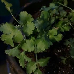Photo of the plant species Cilantro 'Filtro' by @BonusDracopis78 named Kylie on Greg, the plant care app