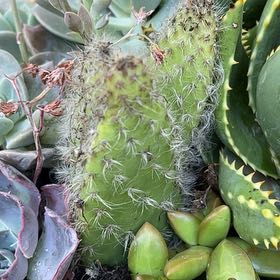 Photo of the plant species Arborescent Prickly Pear by @SweetBonsi92 named Elle on Greg, the plant care app