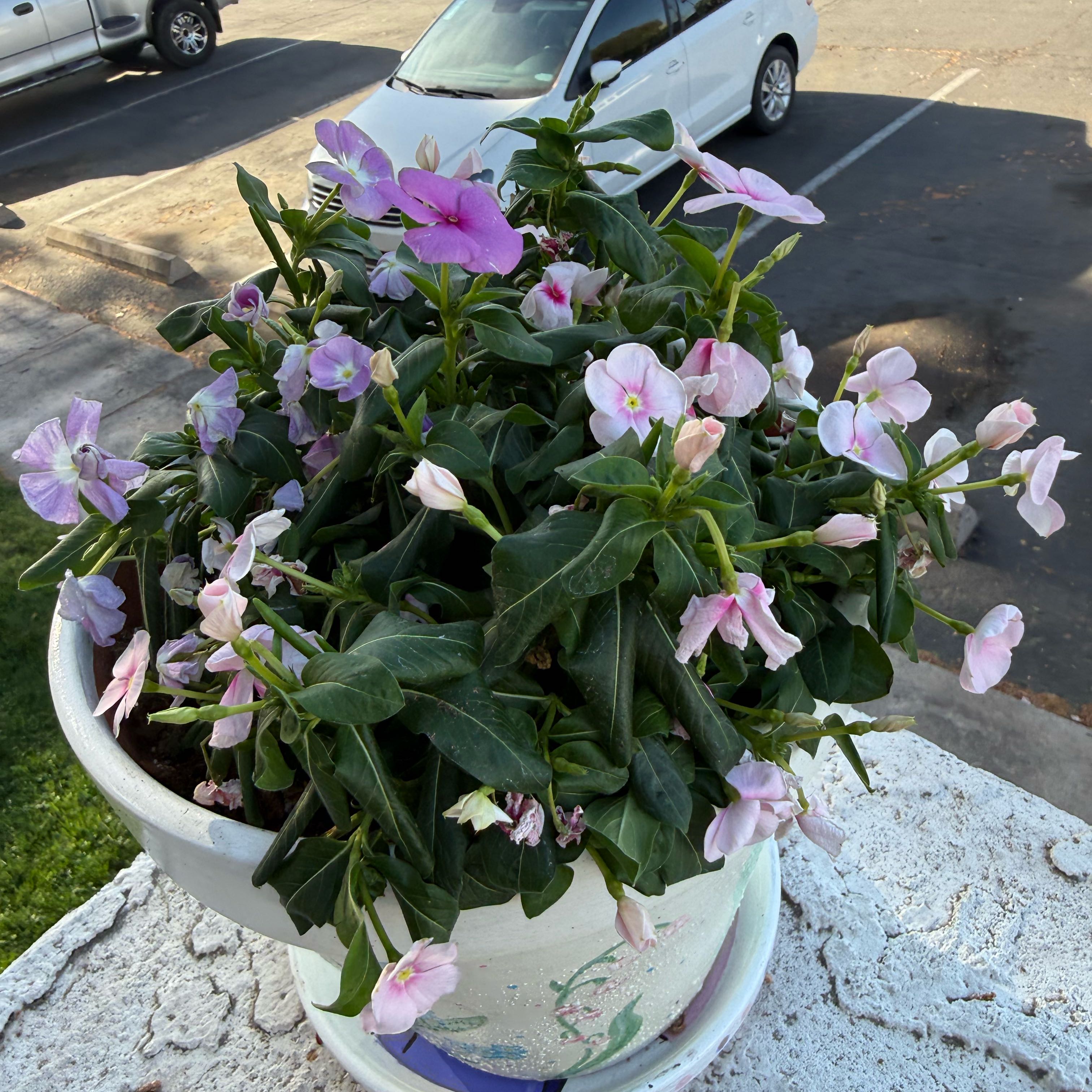 Photo of the plant species Annual Vinca by @HotSnailvine25 named Rihanna on Greg, the plant care app