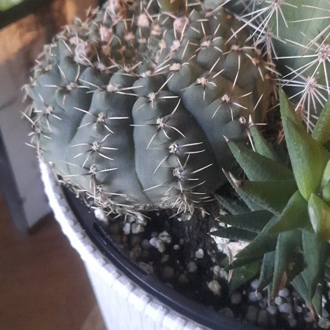 Photo of the plant species Turbinicarpus schmiedickeanus by @ShowyLilac80 named Winston on Greg, the plant care app