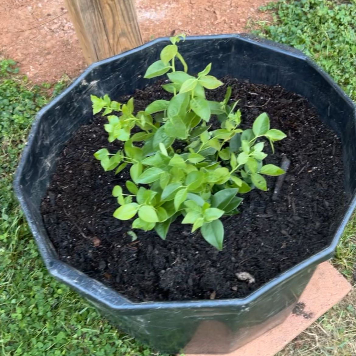 Photo of the plant species Northern Highbush Blueberry 'Hardyblue' by @AceDuncecap83 named Gale on Greg, the plant care app