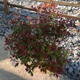 Photo of the plant species Sexton's Bride by @RulerLecanora93 named Gregarious on Greg, the plant care app
