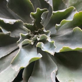 Photo of the plant species Echeveria 'Hawaii' by @YardCowvine75 named 600 Lakeside on Greg, the plant care app