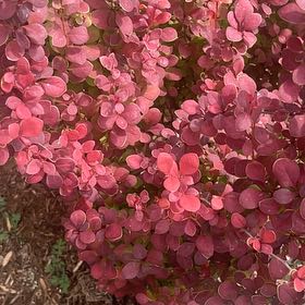 Photo of the plant species Japanese Barberry by @YardCowvine75 named Darwin on Greg, the plant care app