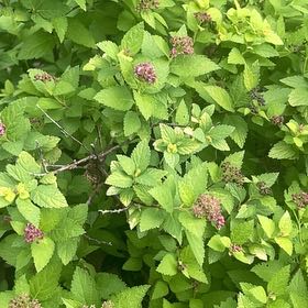 Photo of the plant species Japanese Meadowsweet by @YardCowvine75 named Sanders on Greg, the plant care app