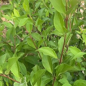 Photo of the plant species Border Forsythia by @YardCowvine75 named Zeus on Greg, the plant care app