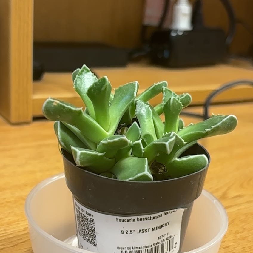 Photo of the plant species Faucaria bosscheana var. haagei by @RousingPecan71 named Gobi on Greg, the plant care app