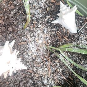 Photo of the plant species Prairie Lily by @GiddyAchiote15 named Nemo on Greg, the plant care app
